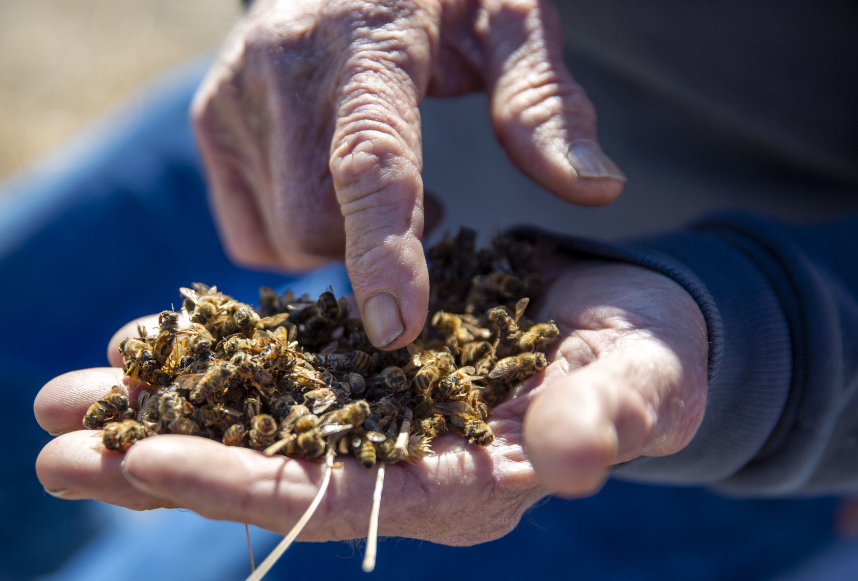 The death of bees